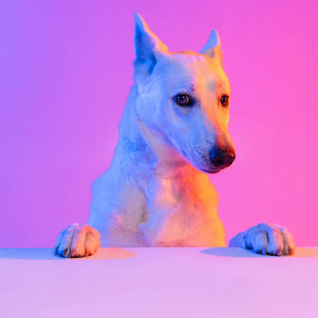 Portrait of purebred dog, White Shepherd isolated over studio background in neon gradient pink light filter. Concept of motion, action, pets love, animal life. Copy space for ad. Looks sweet, happy