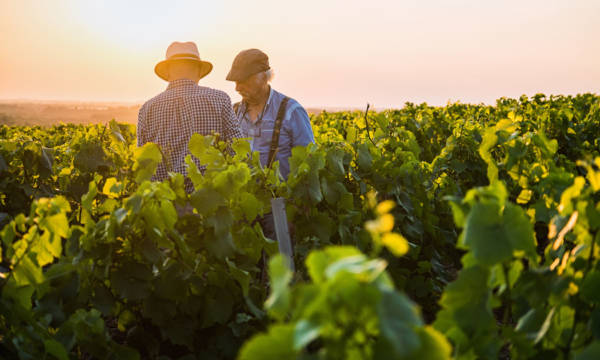 Two French winegrowers working in their vineyards at sunset.